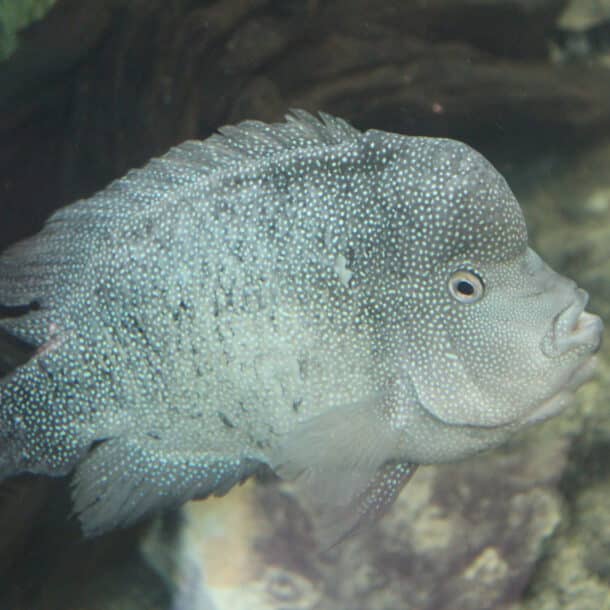 Rio Grande Cichlid