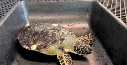 Image of Another Successful Green Sea Turtle Release