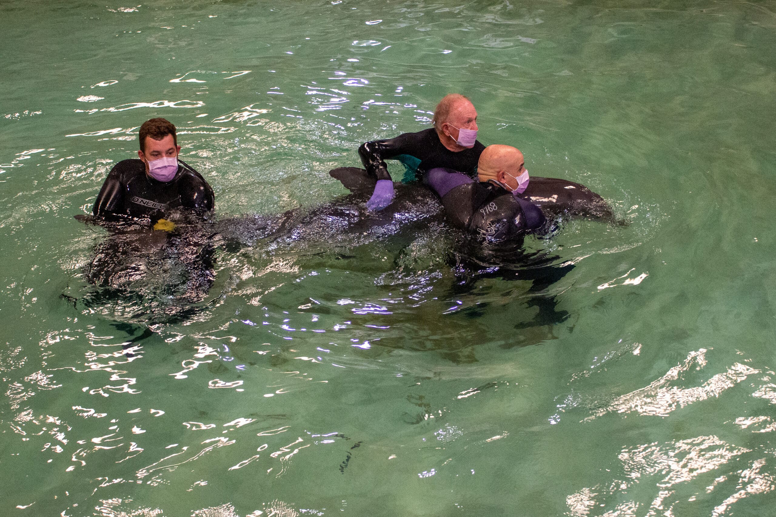 Image of Rescued Dolphin “Abel” at Texas State Aquarium is Moved to Galveston