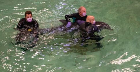 Image of Stranded Dolphin Admitted to Texas State Aquarium Wildlife Rescue Center