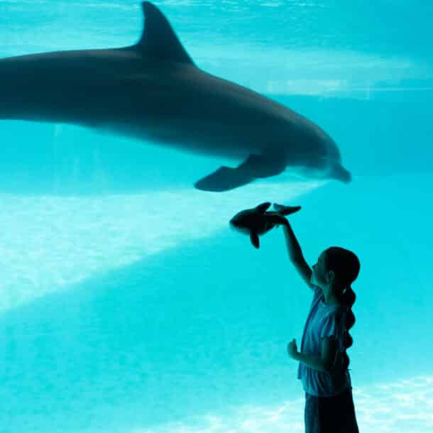 A girl holding up a dolphin toy stands in front of a large aquarium window, watching a real dolphin swim by in the water.