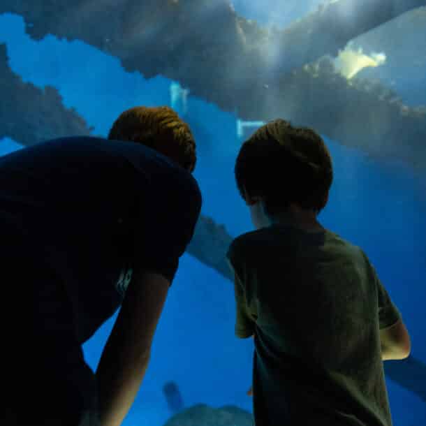 A father and son looking at wildlife at the Texas State Aquarium