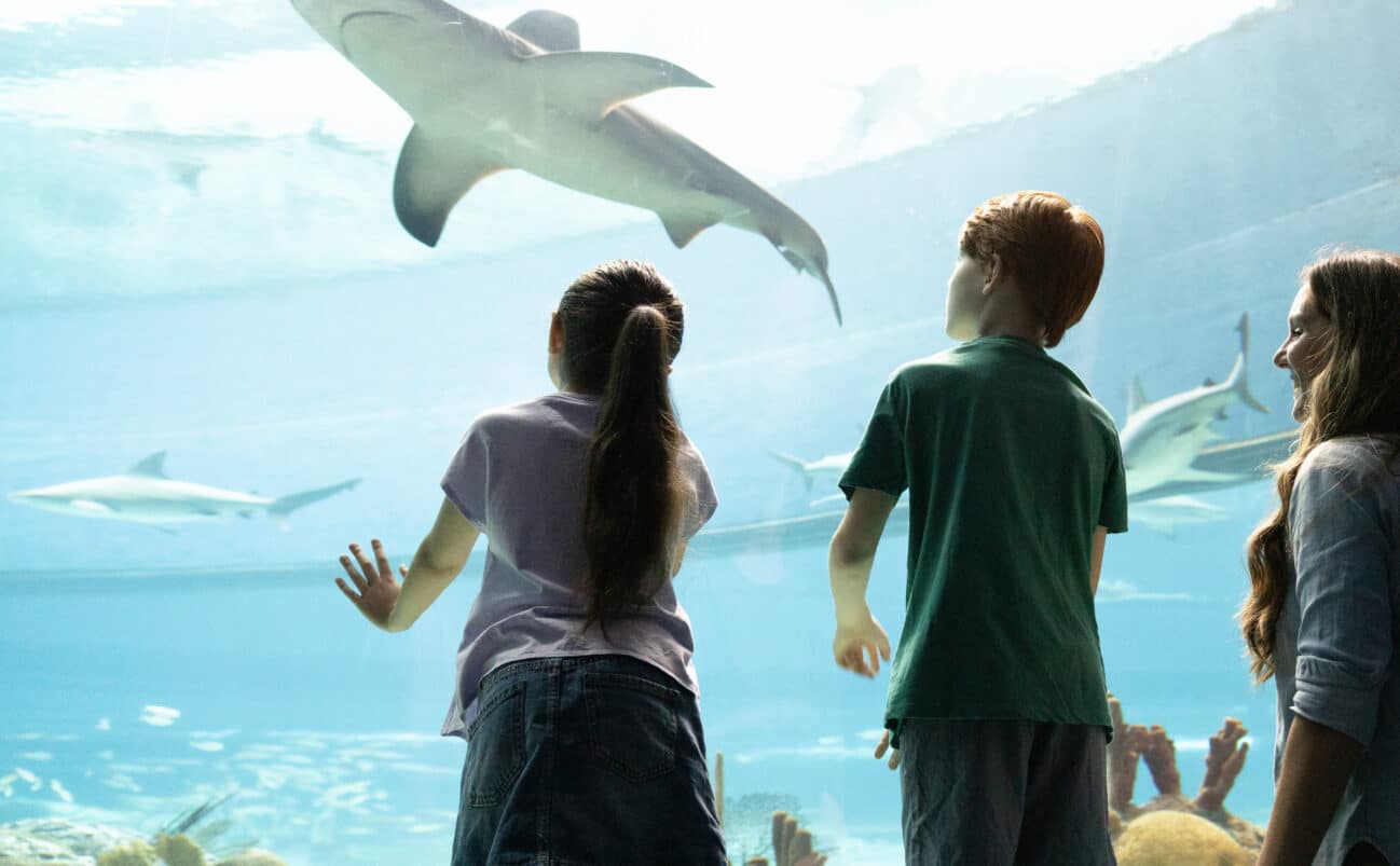 Three children and a woman watch sharks swim in a large aquarium tank, with coral and rocks at the bottom. One child has their hand raised toward the glass as the group observes the marine life.