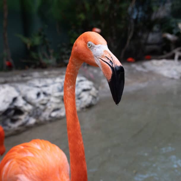 A close-up of a bright orange flamingo standing in shallow water, with other flamingos and rocks visible in the background. The main flamingo faces the camera, showing its distinctive curved beak.