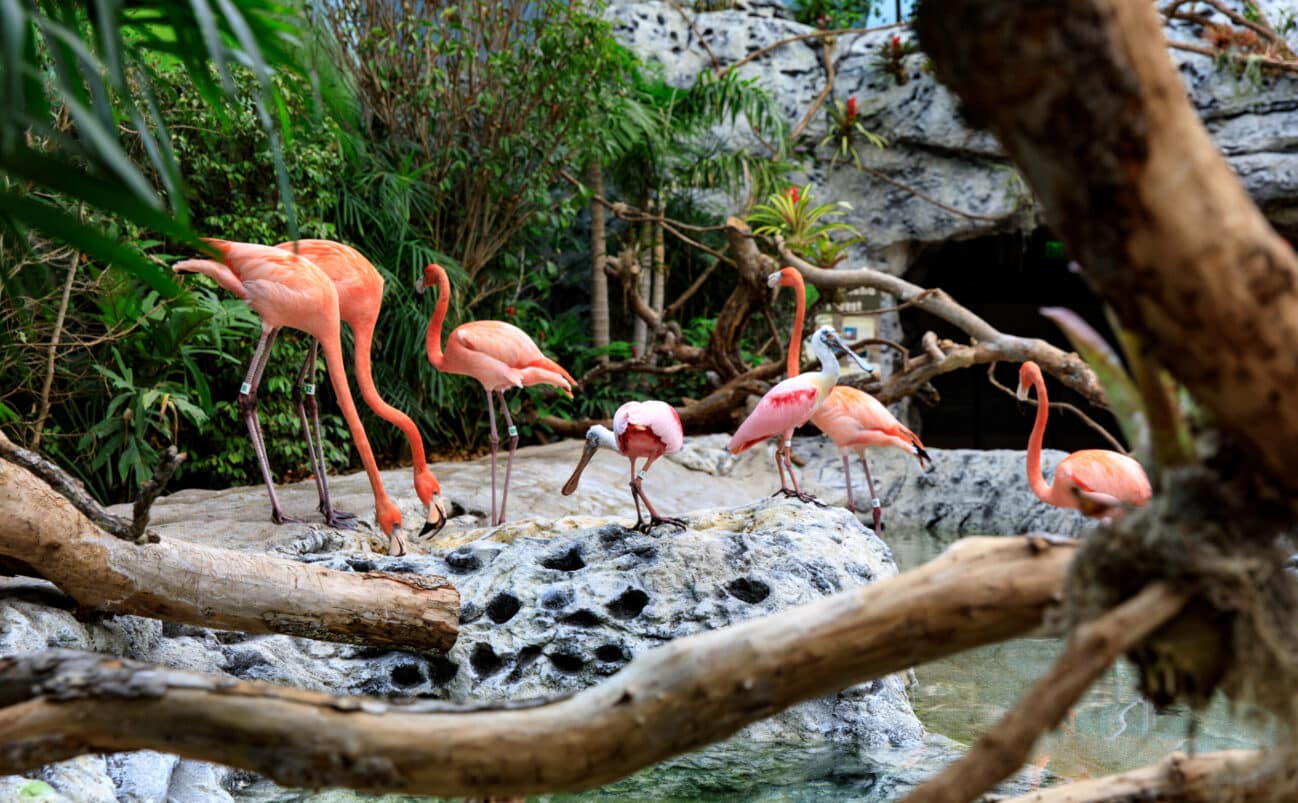 Flamingos