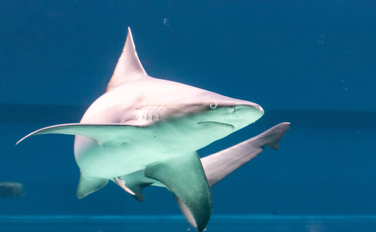 A shark swims underwater in a blue-lit aquarium, its fins outstretched and eyes visible, with another shark partially visible in the background.