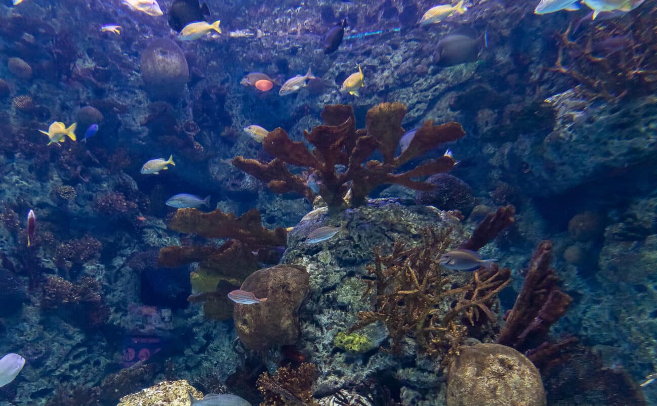 A vibrant underwater scene with many colorful fish swimming above a coral reef, surrounded by various types of coral and marine plants in clear blue water.