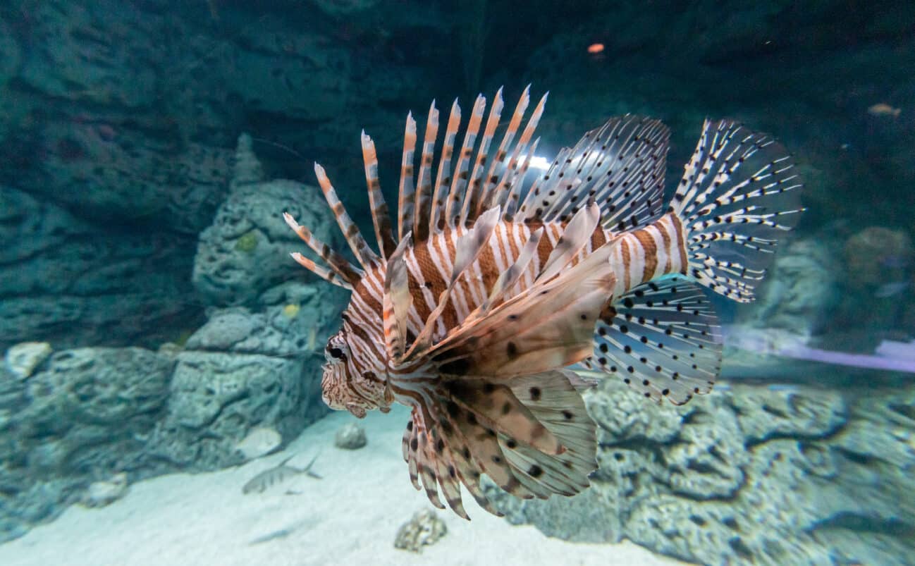 A lionfish with striped brown and white patterns and long, spiky fins swims in an aquarium with rocky decorations and a sandy bottom.