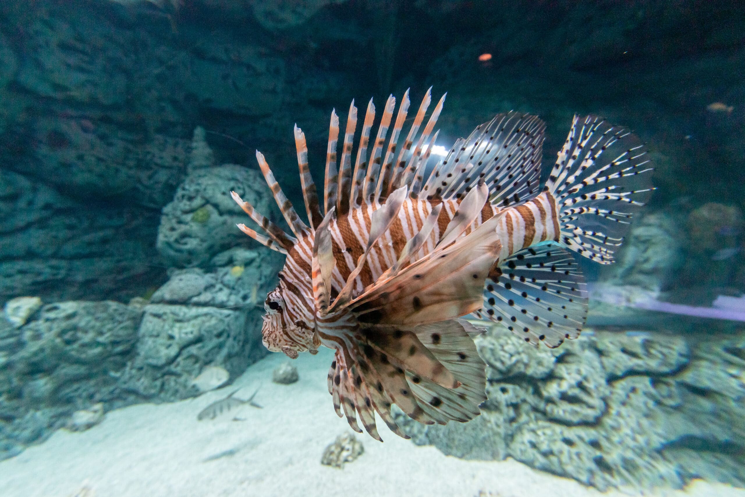 A lionfish with striped brown and white patterns and long, spiky fins swims in an aquarium with rocky decorations and a sandy bottom.