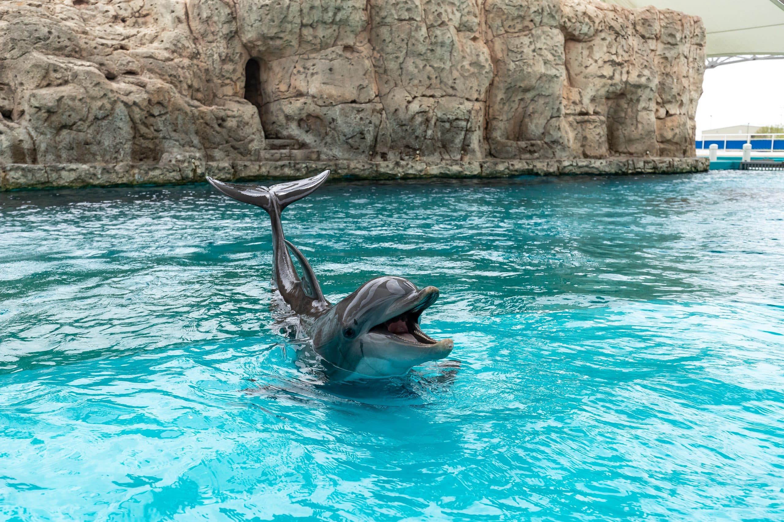 A dolphin lifts its tail and opens its mouth while swimming in a bright blue pool, with rocky walls and a shaded area in the background.