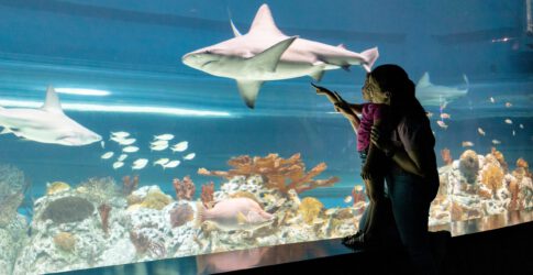 Image of Mother’s Day Gift Ideas