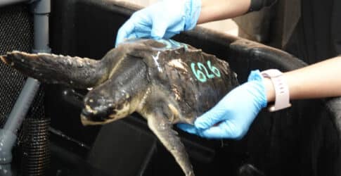 Barney Image of Barney