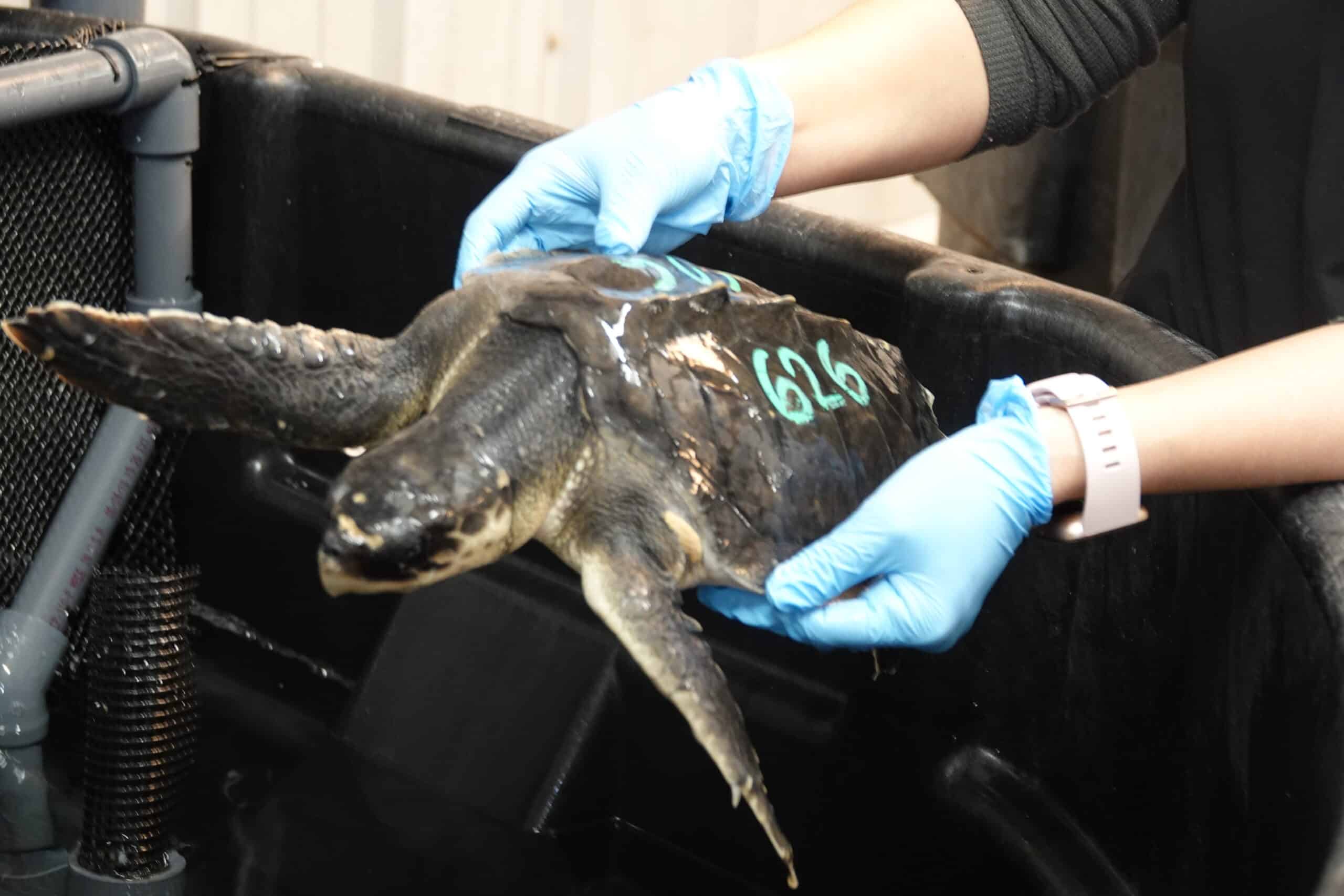 Barney Image of Barney