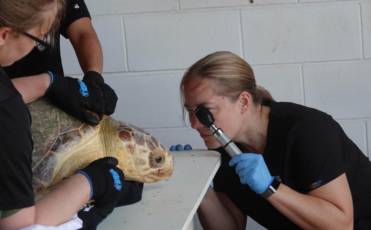 A woman wearing gloves examines a sea turtles eye with an ophthalmoscope while another person holds the turtle steady on a table near a white brick wall.