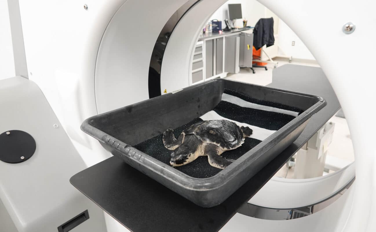 Kemps Ridley Sea Turtle