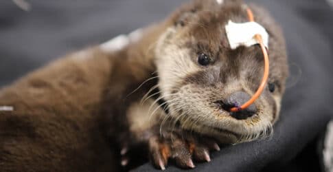 Image of Orphaned North American River Otter Pup Admitted at Texas State Aquarium Wildlife Rescue