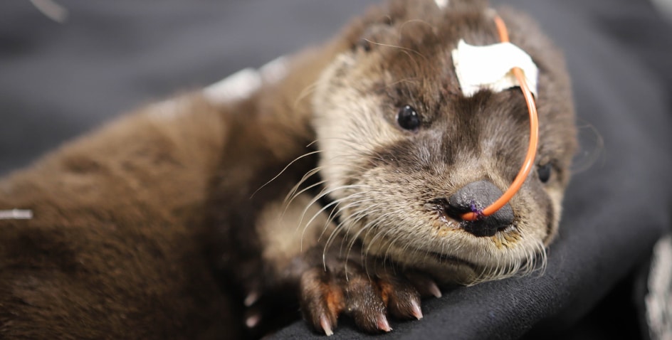 Otter pup with feeding tube