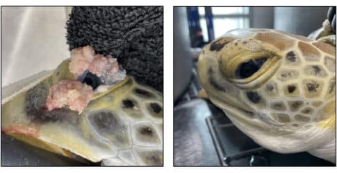 Image of Green Sea Turtle Undergoes Successful Surgery