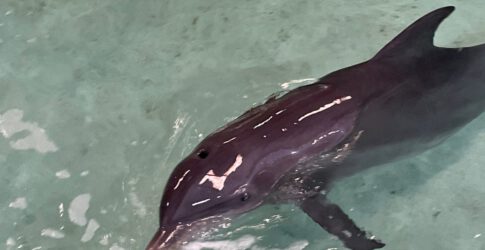 Rescued Injured Dolphin from North Padre Island Image of Rescued Injured Dolphin from North Padre Island