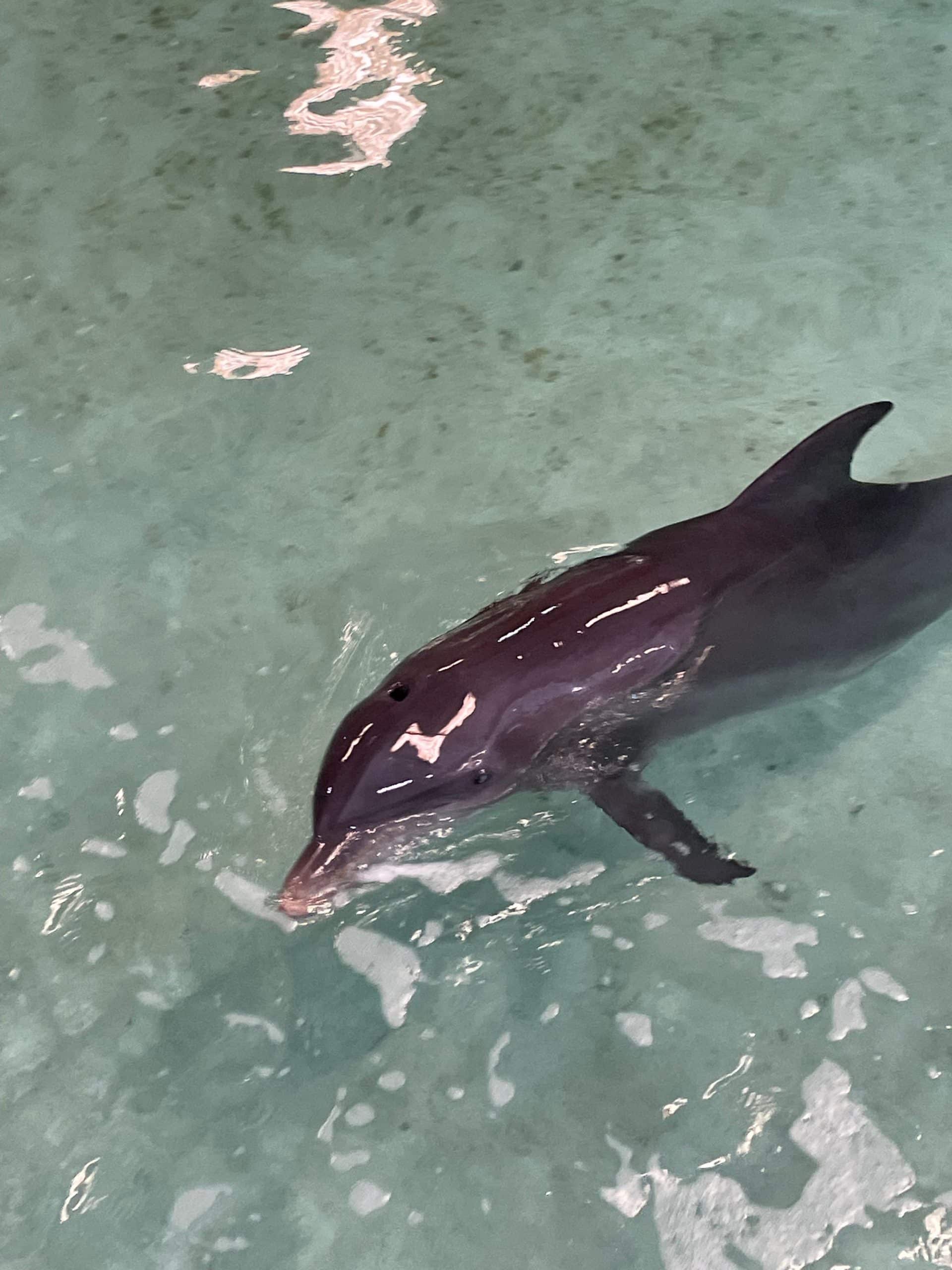 Image of Rescued Injured Dolphin from North Padre Island