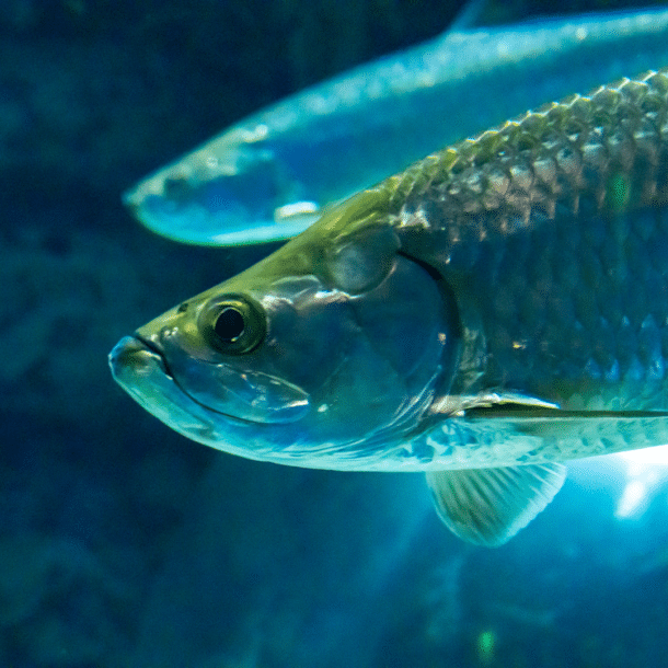 Tarpon
