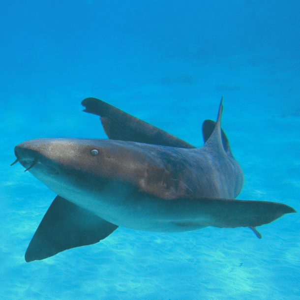 Nurse Shark