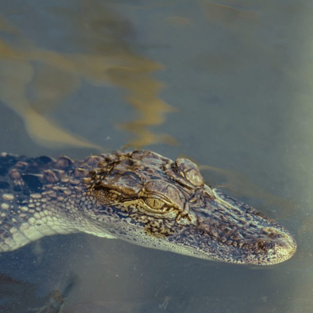 American Alligator (Juvenile)