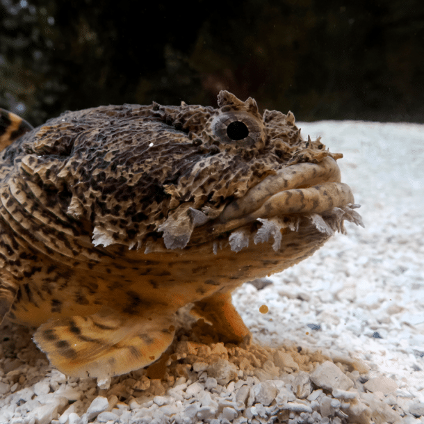 Toadfish