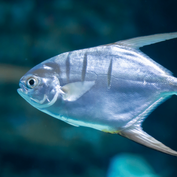 Palometa