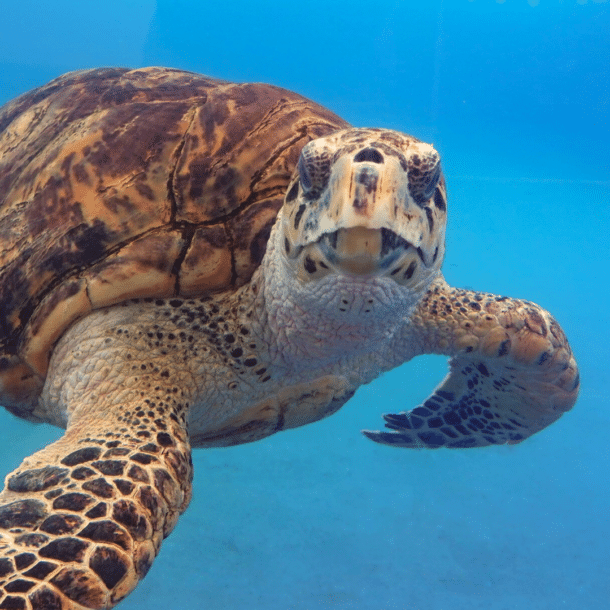 Hawksbill Sea Turtle