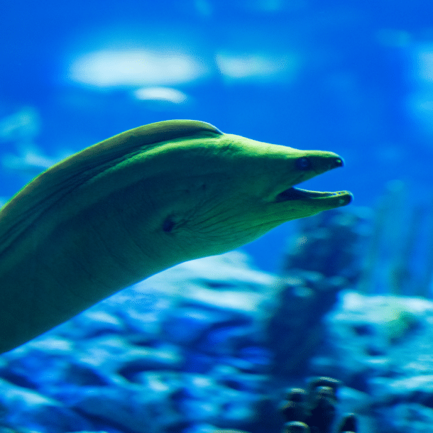 Green Moray Eel