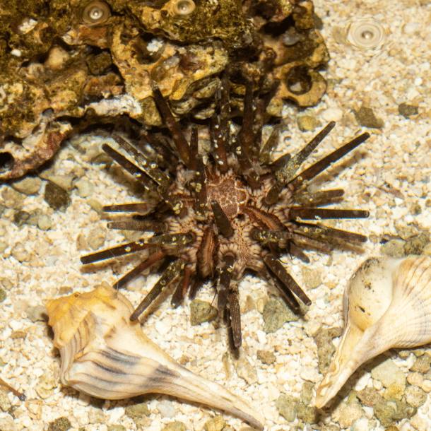 Pencil Sea Urchin