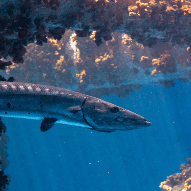 Great Barracuda