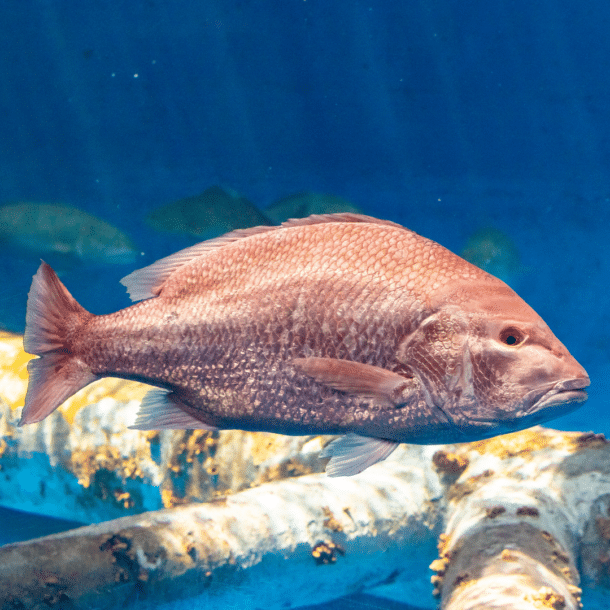 Red Snapper