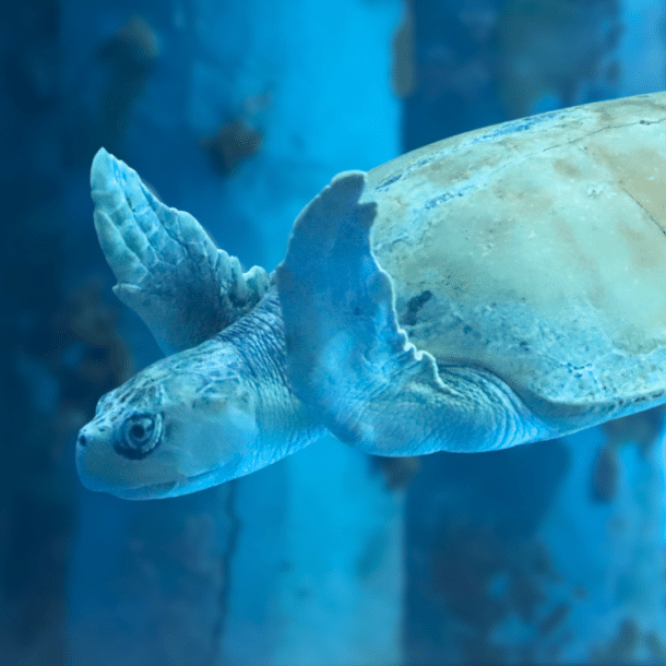 Kemp’s Ridley Sea Turtle