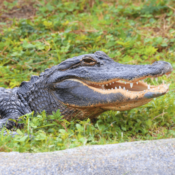 American Alligator