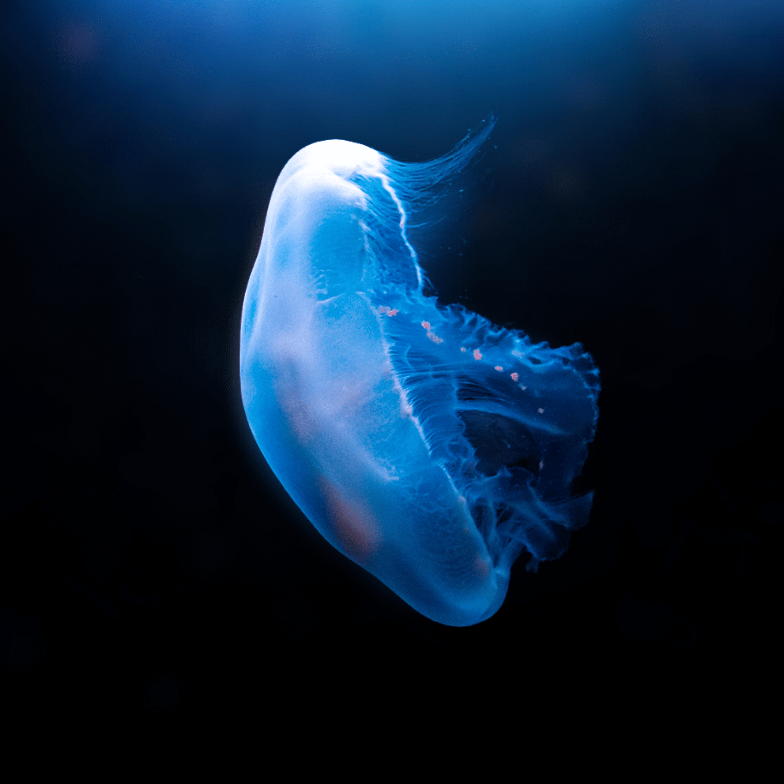 A glowing, translucent blue jellyfish floats gracefully in dark water, illuminated by soft light, with delicate tentacles trailing behind.