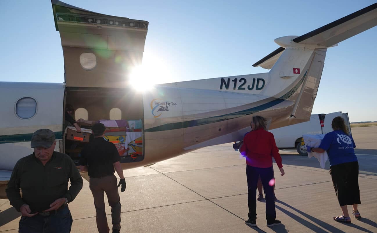 Jet airplane holding sea turtles