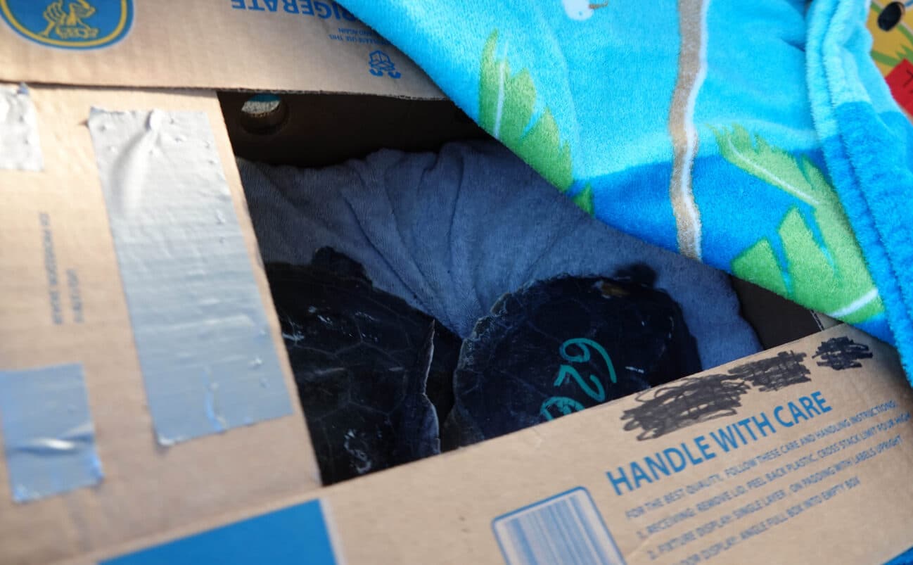 New England sea turtles in cardboard box
