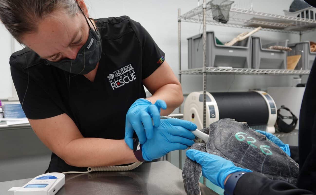 A veterinarian in a mask and gloves examines a sea turtle marked “626” using medical equipment in a clinic setting. Another person holds the turtle steady on a metal table.