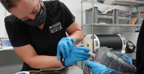 Image of 32 Endangered Cold Stunned Sea Turtles Flown to Corpus Christi, Texas for Medical Treatment and Care