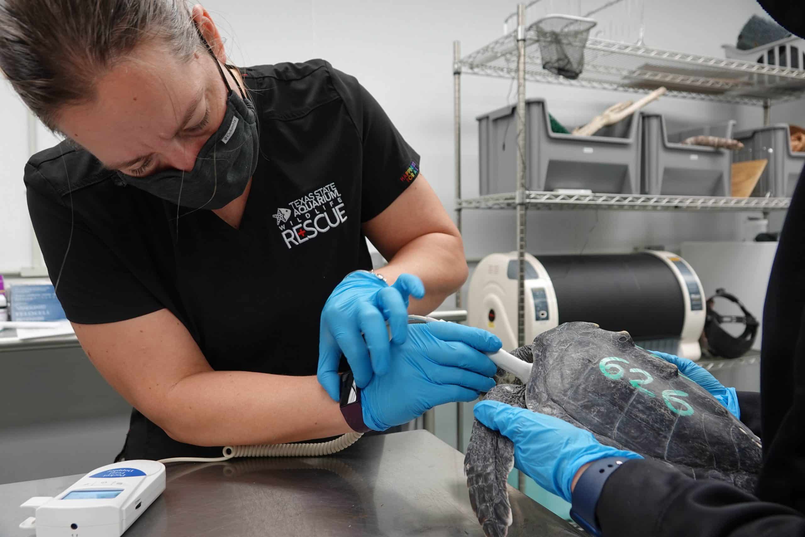 A veterinarian in a mask and gloves examines a sea turtle marked “626” using medical equipment in a clinic setting. Another person holds the turtle steady on a metal table.