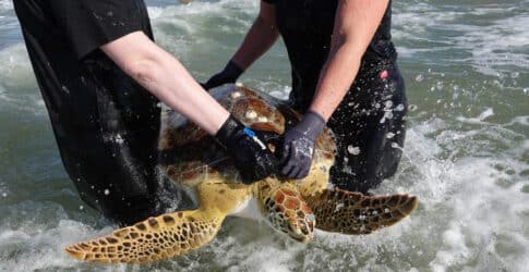 Image of Texas State Aquarium and USS Lexington Museum Partner in Rescue of Cold-Stunned Sea Turtle