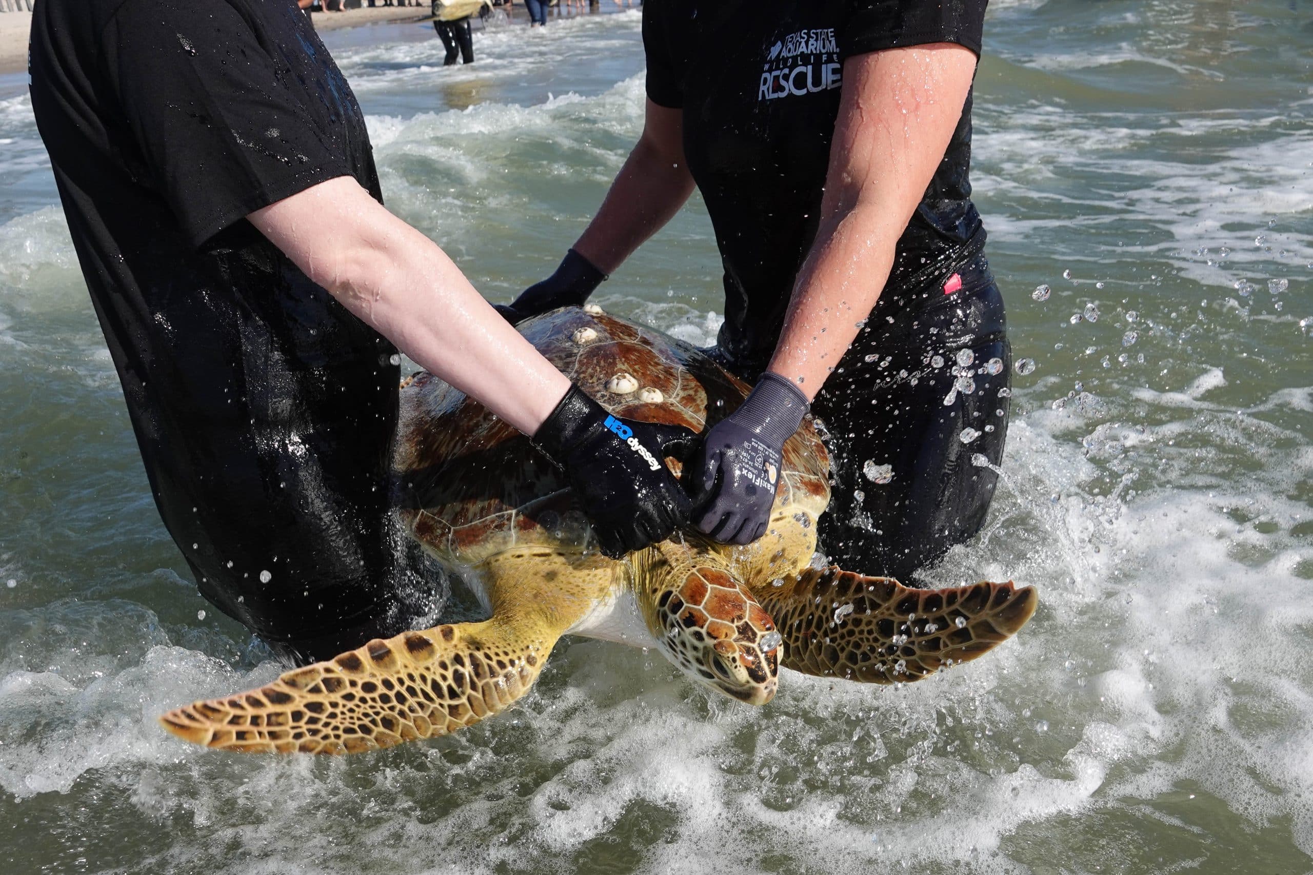 Two people wearing black wetsuits and gloves help release a large sea turtle into the ocean, holding it gently above the water as waves splash around them.