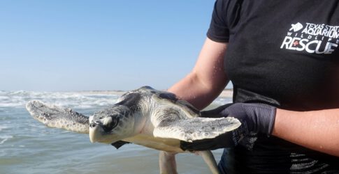 Image of Texas State Aquarium Releases Remaining Cold-Stunned Sea Turtles