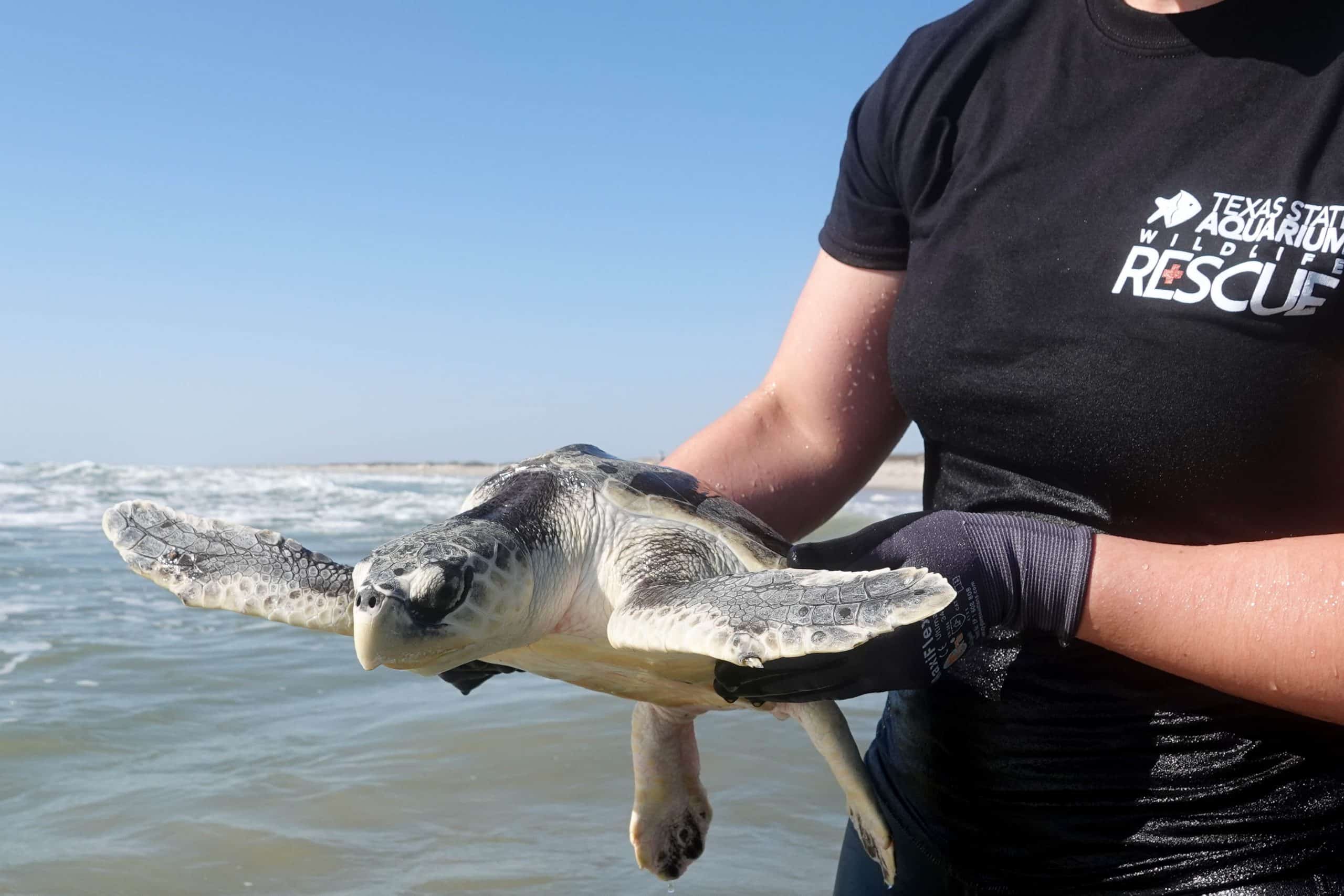 A person wearing a Texas State Aquarium Wildlife Rescue shirt and gloves holds a small sea turtle above shallow ocean water on a sunny day.