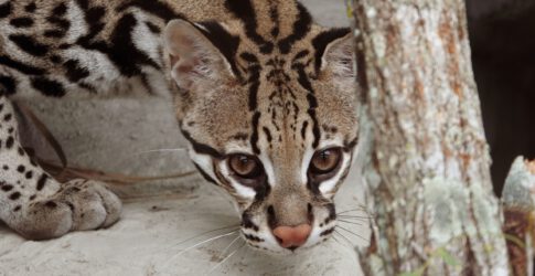 Image of TSA welcomes Two Young Ocelots
