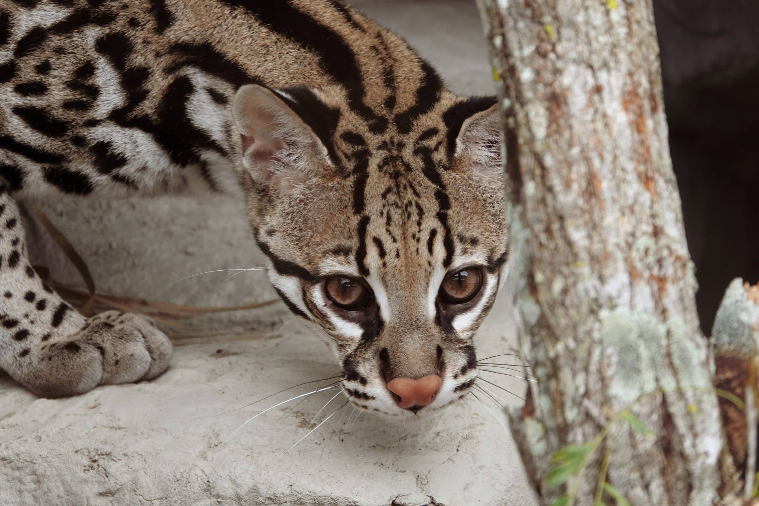 Image of TSA welcomes Two Young Ocelots