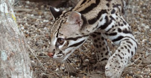 Image of There are fewer than 100 ocelots in the US – these scientists are trying to save them 