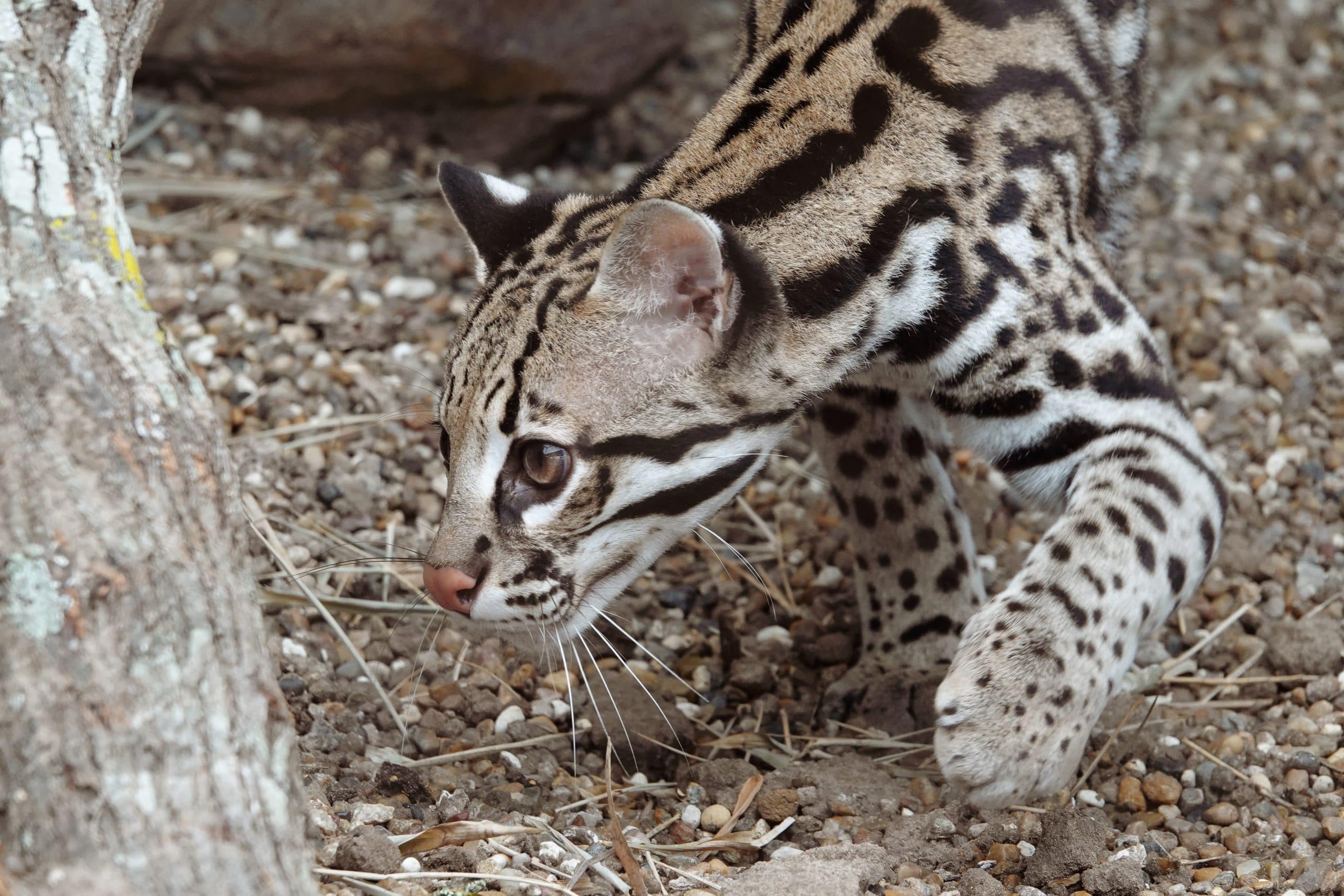 Image of There are fewer than 100 ocelots in the US – these scientists are trying to save them 